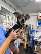 DOBBY (GIDGET) Imagen 7